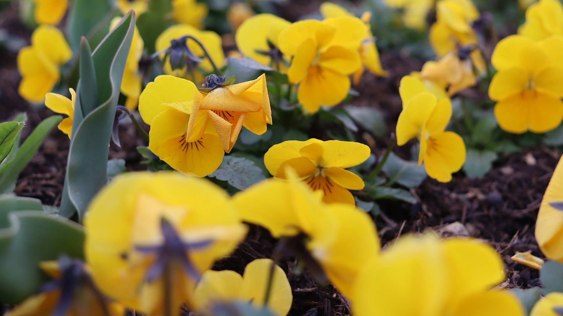 Landesgartenschau Höxter - Vor der Eröffnung
