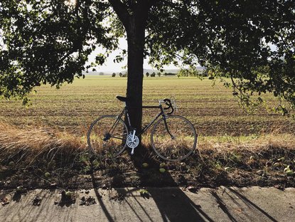 Bild von einem Fahrrad, an einen Baum gelehnt, bei Sonnenlicht