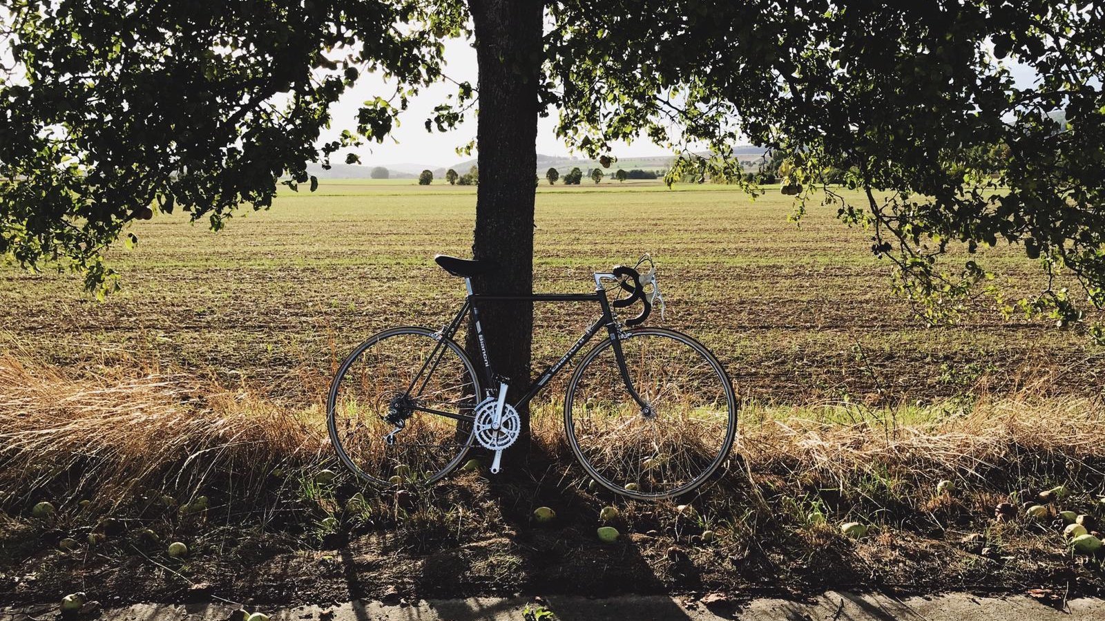 Bild von einem Fahrrad, an einen Baum gelehnt, bei Sonnenlicht